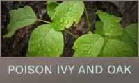 Poison Ivy and Poison Oak Poison Ivy and Poison Oak