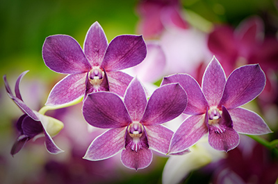 Helen's Orchid