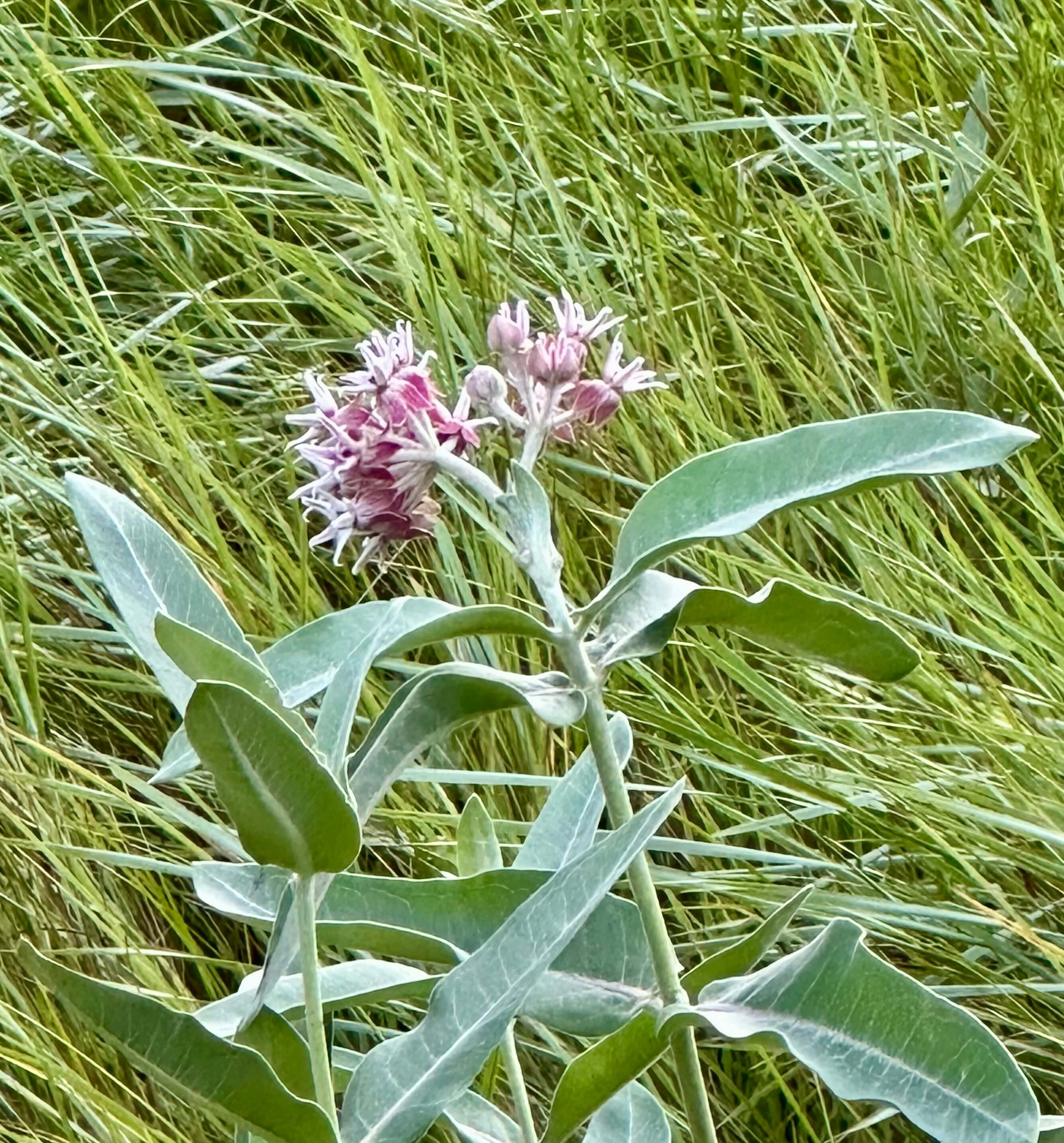 Milkweed, Monarchs, and Momentum
